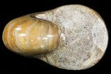 Polished Nautilus Fossil - Madagascar #47390-2